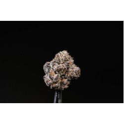 Midnight Lemon Cherry